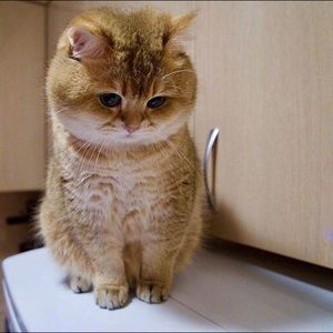 Meet your Posher, Qing